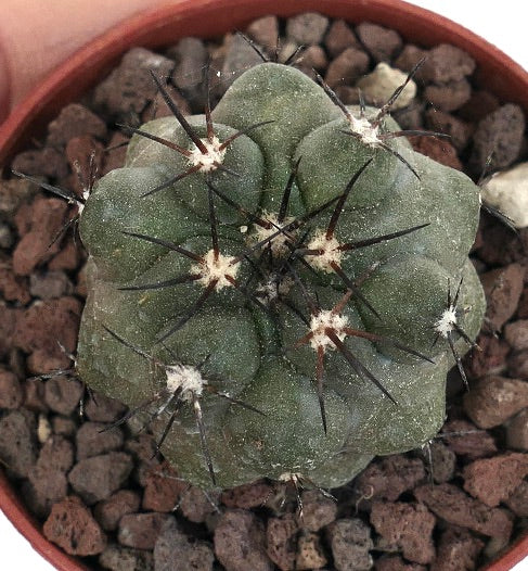 Copiapoa cinerea GREEN X griseoviolacea BN5