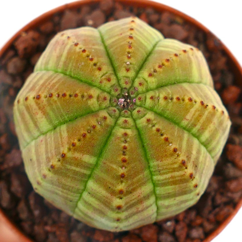 Euphorbia obesa GREEN YELLOW STRIATA AB7