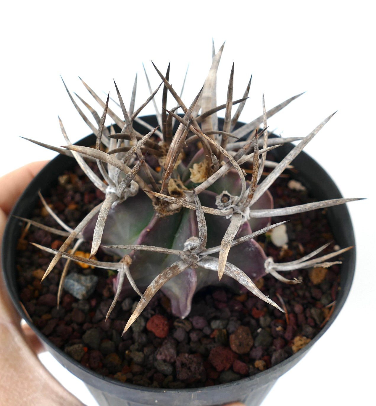 Astrophytum capricorne cv BUFFALO (syn. Taiho-gyoku) Y5