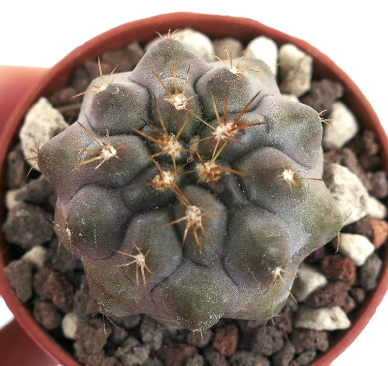 Copiapoa cinerea X Copiapoa columna-alba 531