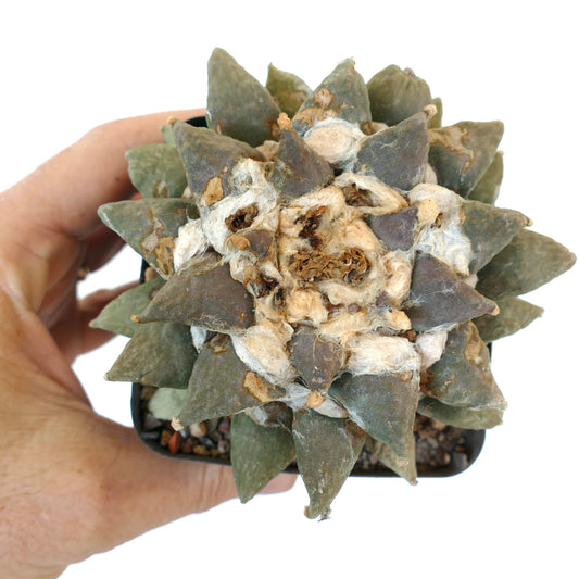 Ariocarpus retusus cv MARUIBO x Ariocarpus furfuraceus R7