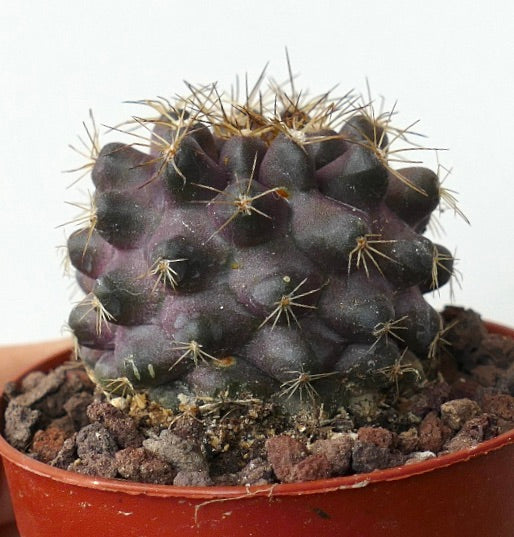 Copiapoa humilis 3ZF3