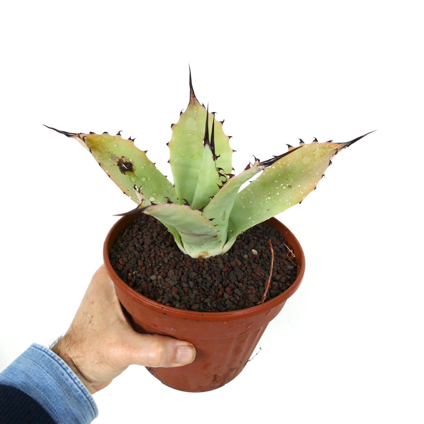 Agave bovicornuta X Agave applanata (Mr Corsi) MM9