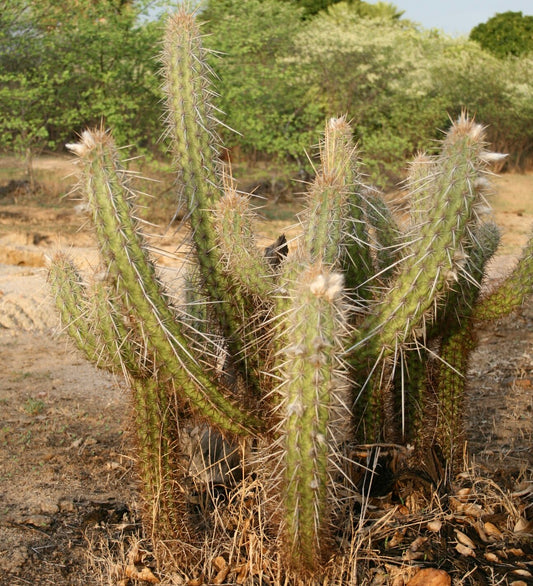 Pilosocereus gounellei HU126 SEEDS