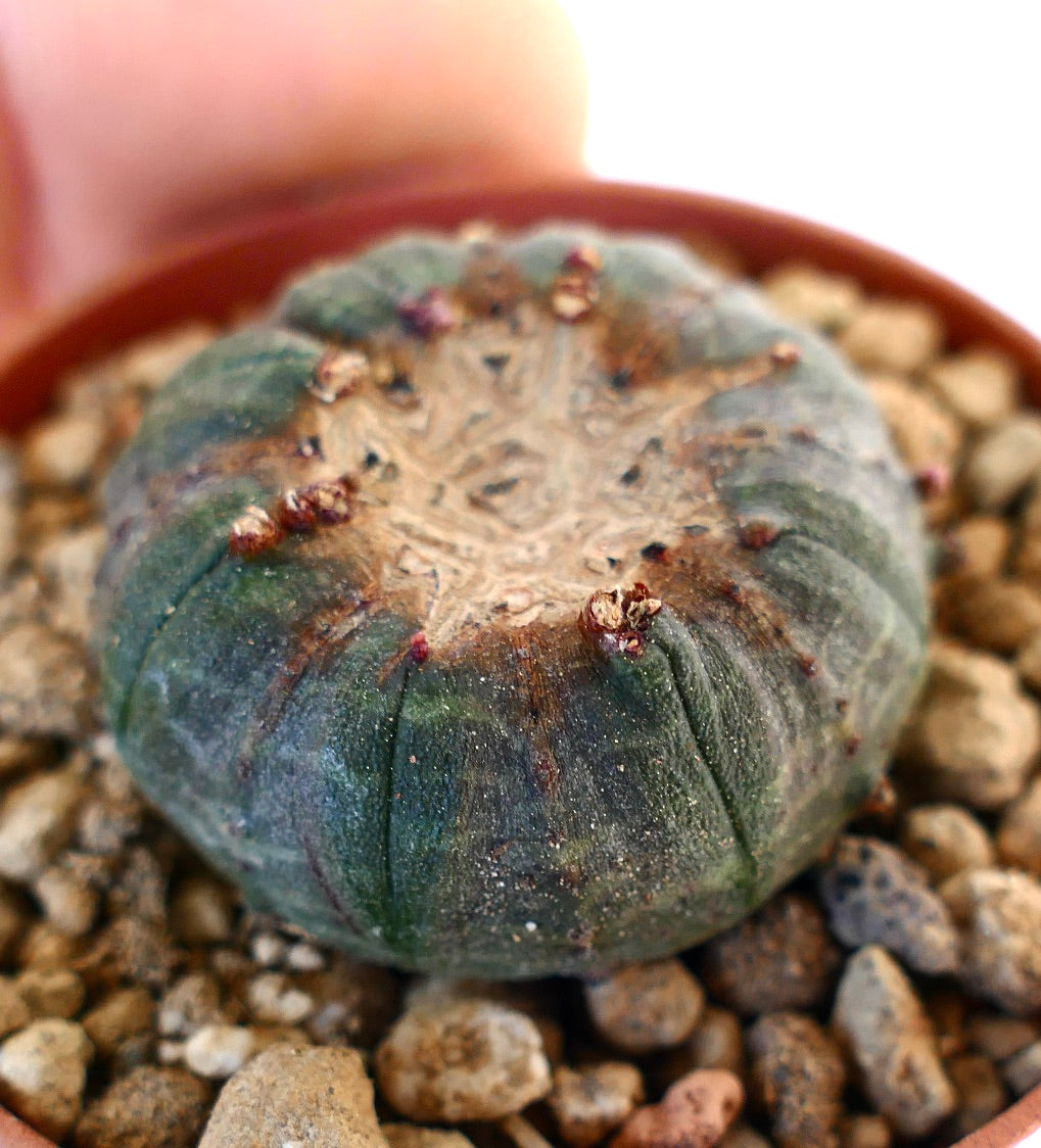 Euphorbia obesa MONSTRUOSUS APEX PMS1