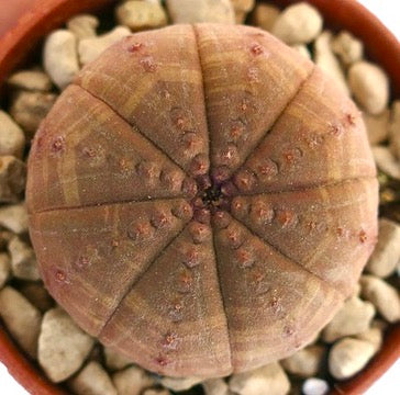 Suculenta Euphorbia obesa con estructura redondeada y acanalada y tonos marrón anaranjados en maceta