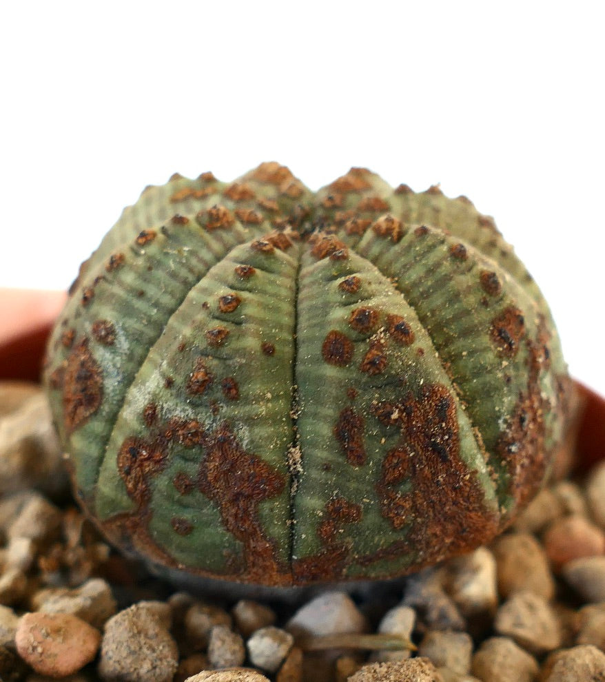 Euphorbia obesa DOTS & BROWN MARKS MP1