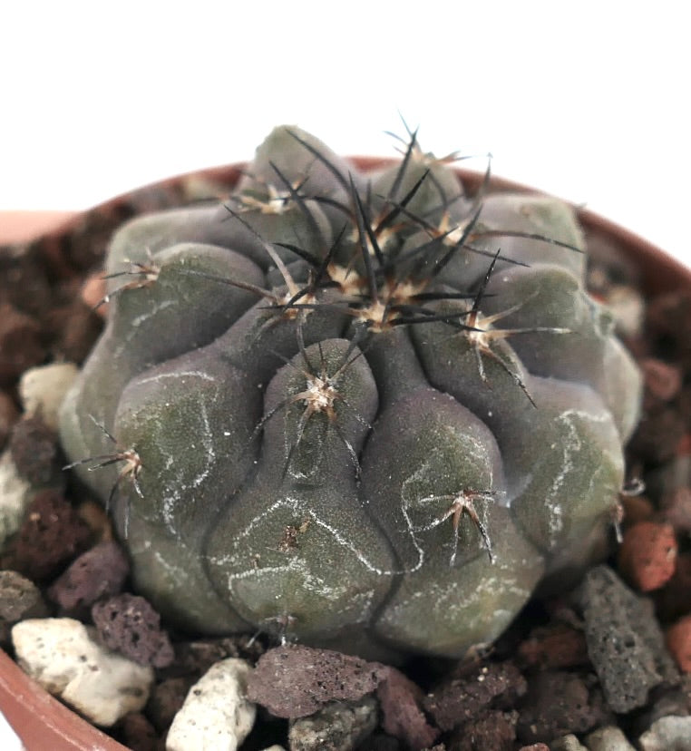 Copiapoa cinerea GREY X hypogaea 88CX