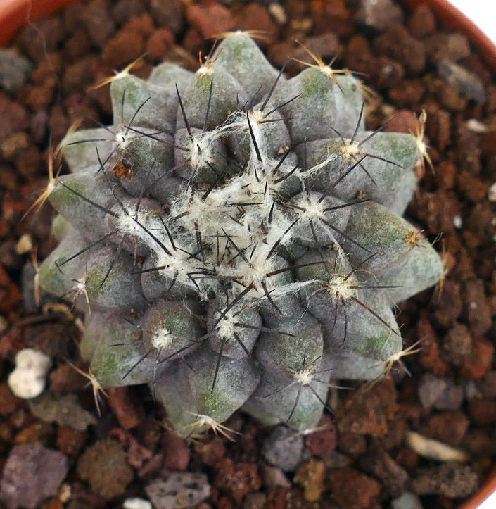 Copiapoa humilis AC7