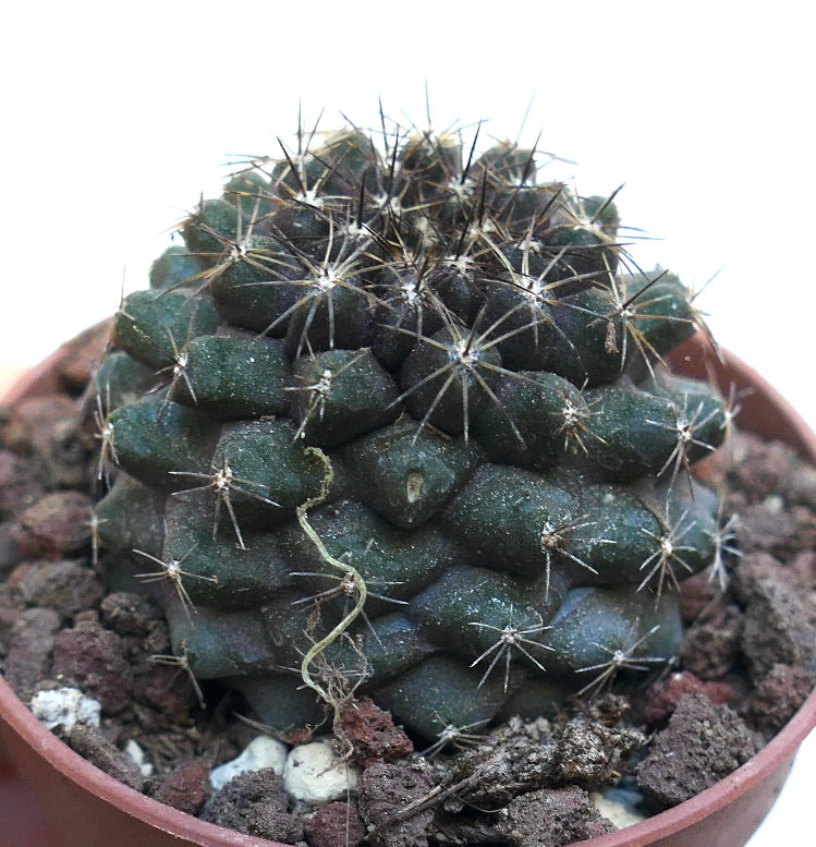 Copiapoa tenuissima DQ69