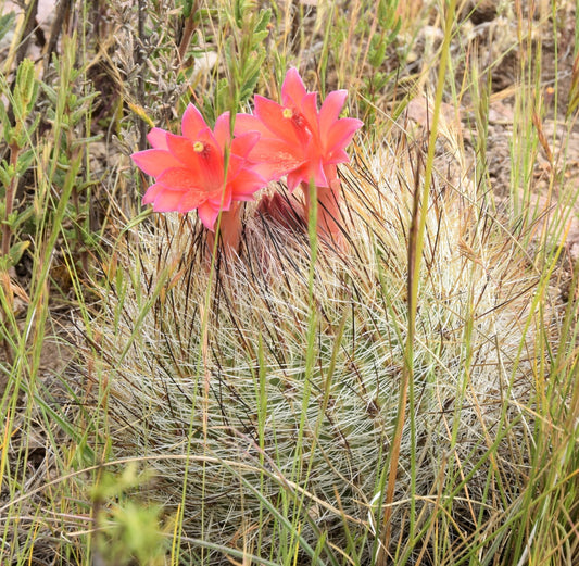 Matucana crinifera SEEDS