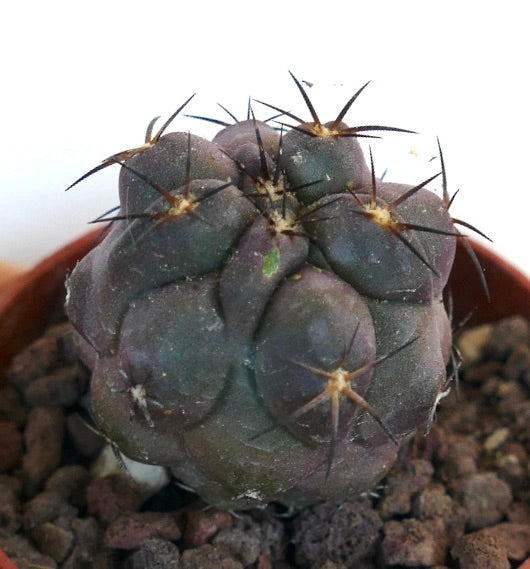 Copiapoa griseoviolacea SF1