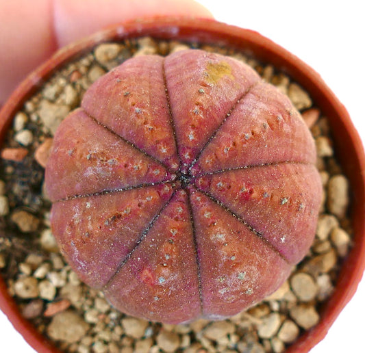 Euphorbia obesa RED BODY 88CV