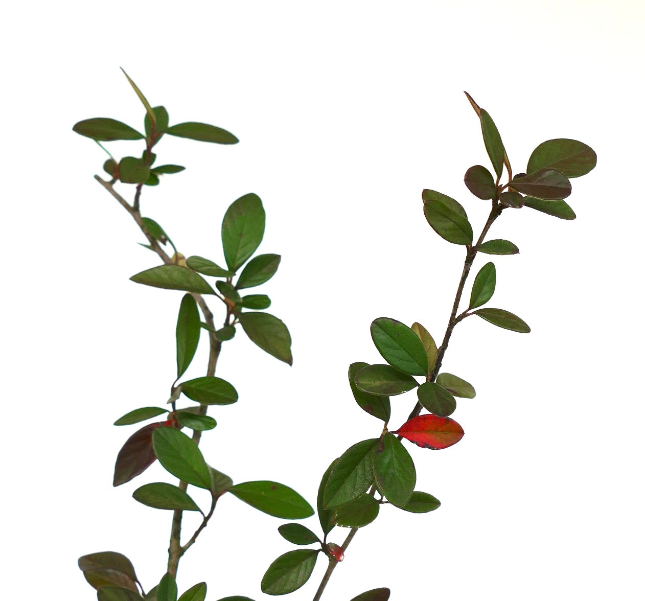 Cotoneaster lacteus 30-50cm