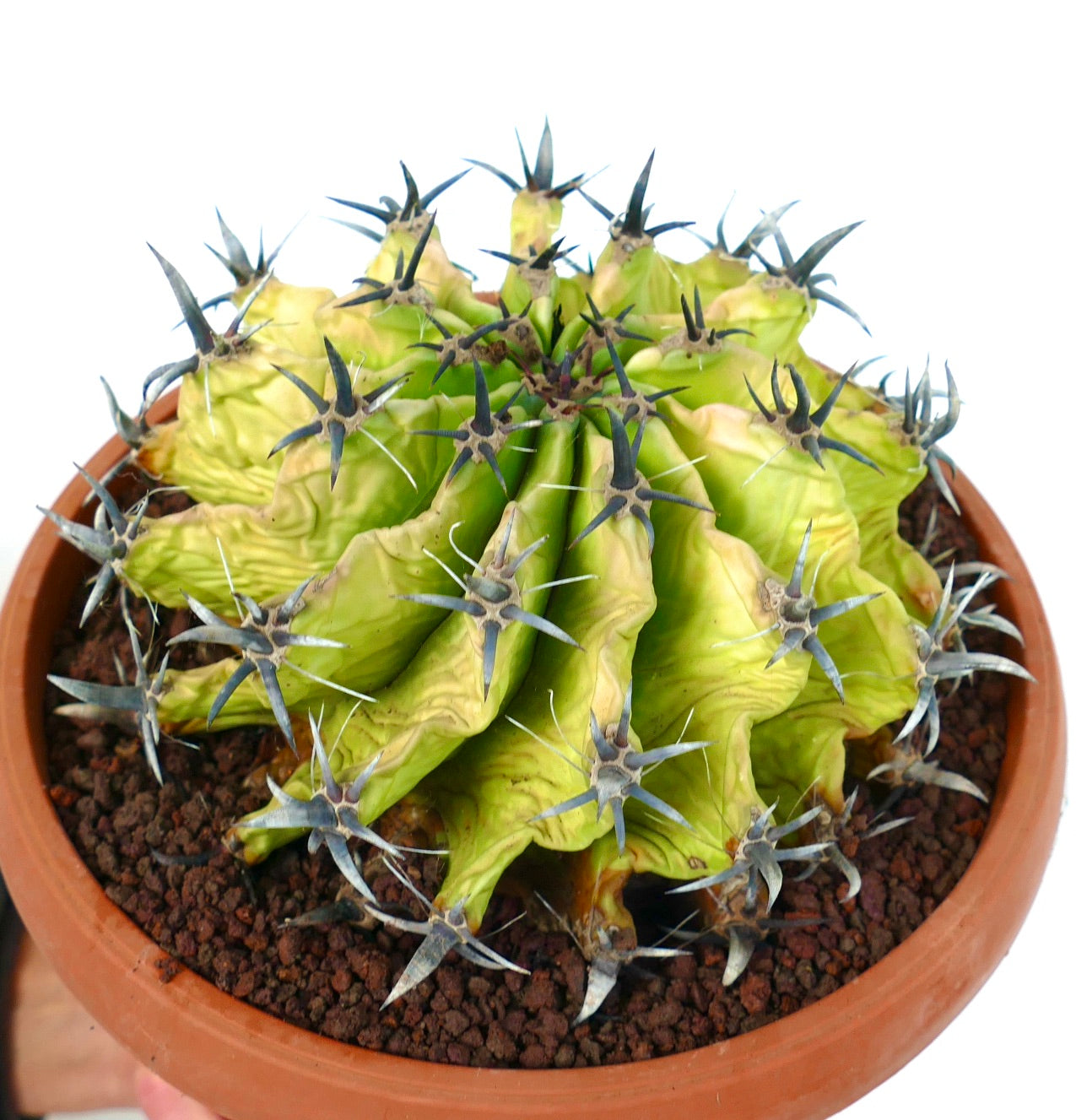 Ferocactus horridus succulent cactus with prominent dark spines and wrinkled green ribs in pot