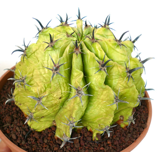 Ferocactus horridus succulent cactus with thick ribs and prominent dark spines in pot