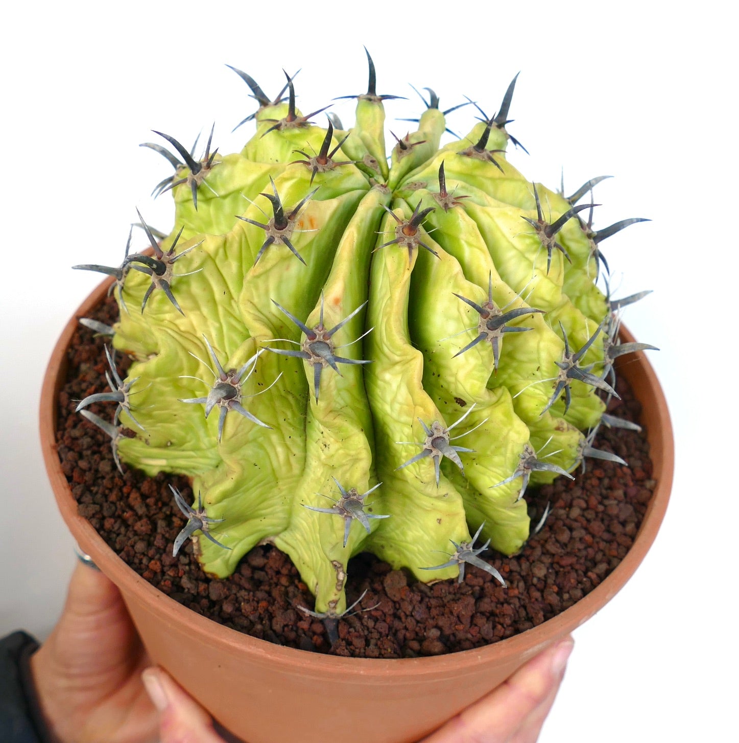 Ferocactus horridus succulent cactus with thick ribs and prominent dark spines in pot