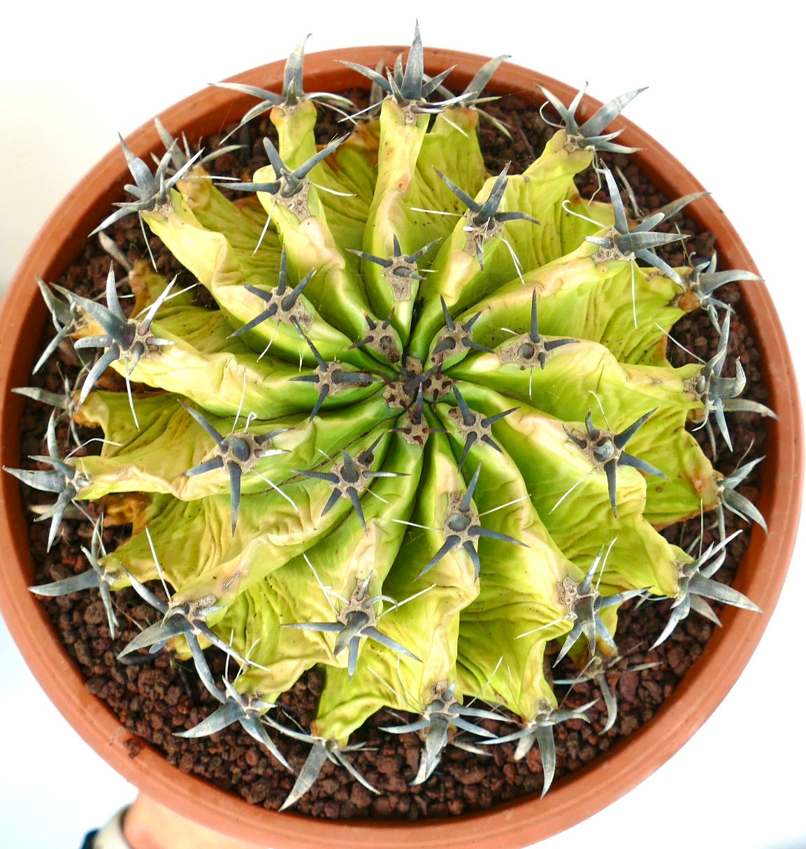 Ferocactus horridus succulent cactus with prominent dark spines and wrinkled green ribs in pot