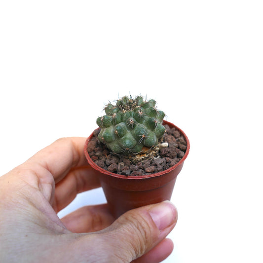 Copiapoa fiedleriana (north of Carrizal Bajo, CHILE) 3T