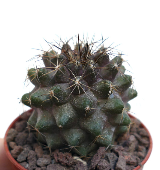 Copiapoa humilis MPS4