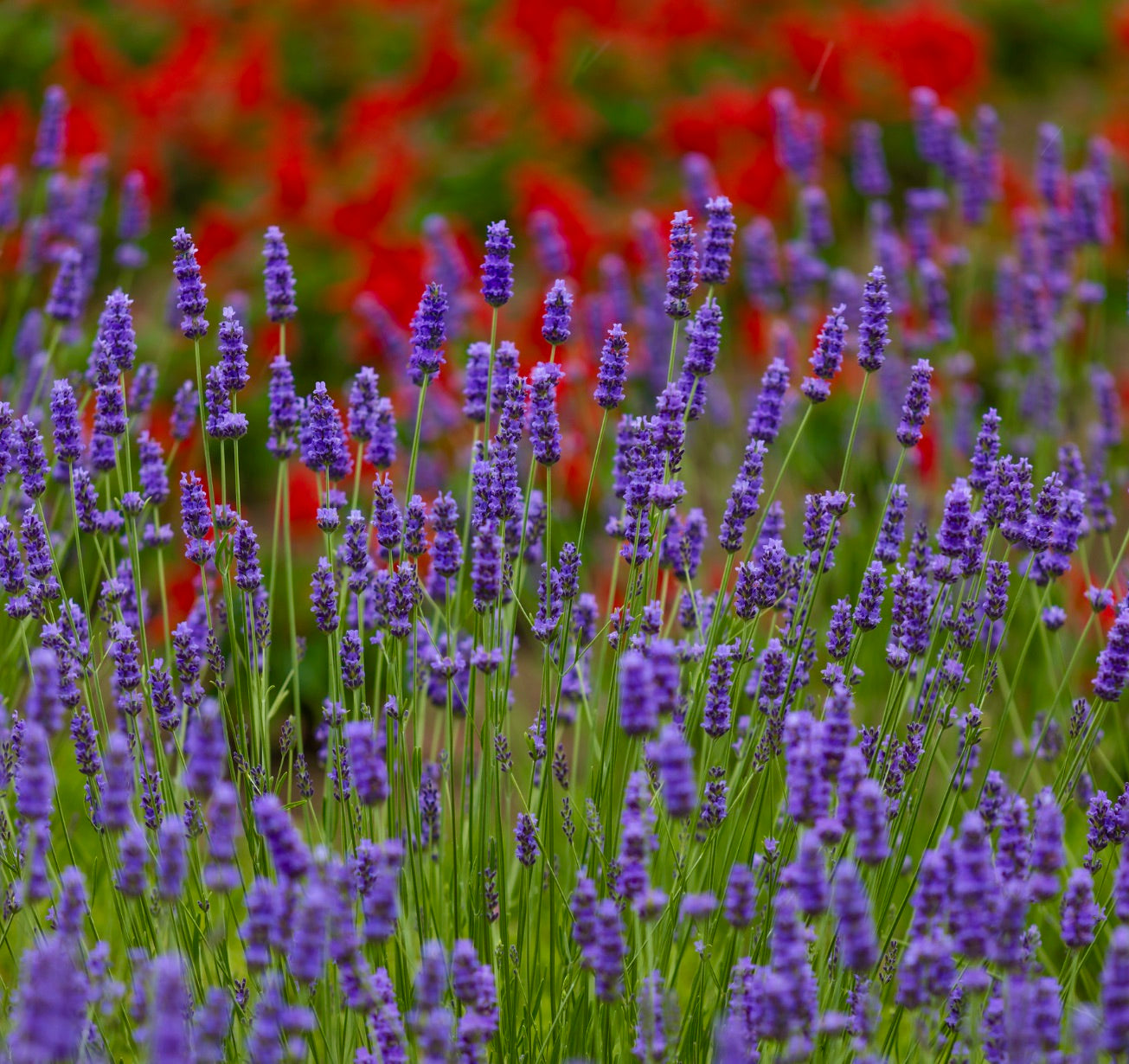 Lavandula angustifolia 10-15cm