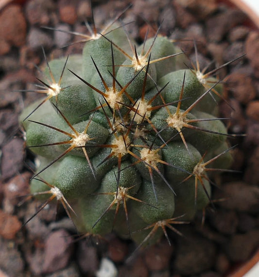 Copiapoa cinerea X haseltoniana TUN15