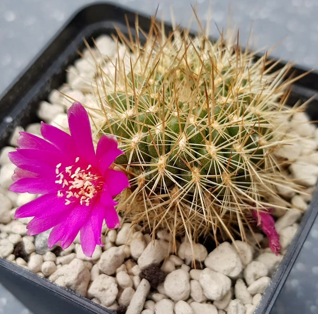 Sulcorebutia jolandae 種子 | あなたの庭に鮮やかな花を