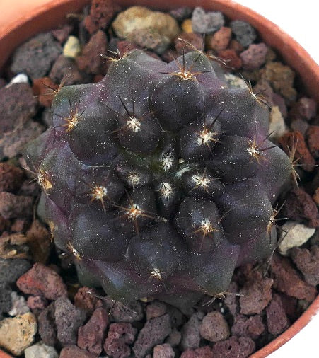 Copiapoa griseoviolacea CPP1