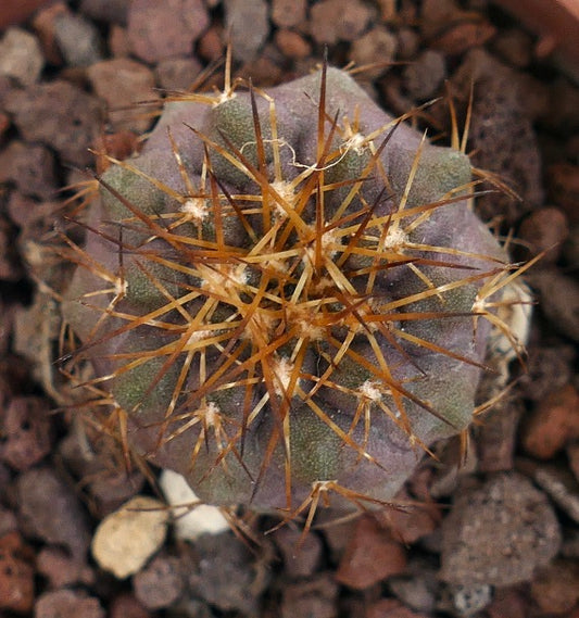 Copiapoa serpentisulcata X columna-alba C86