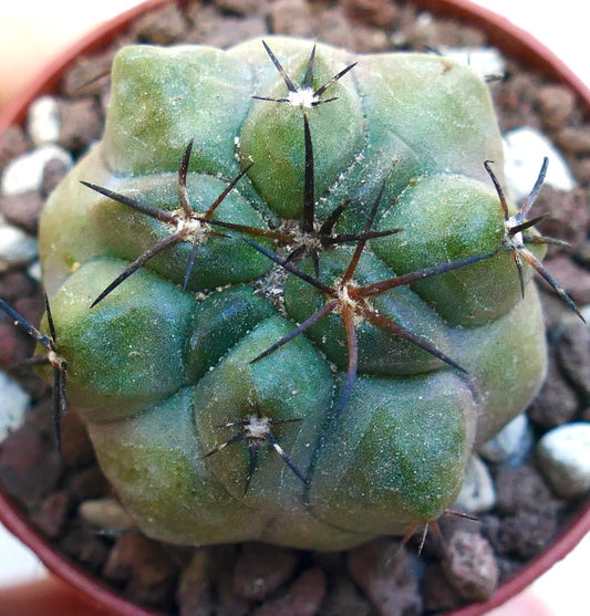 Copiapoa solaris X cinerea MPS11