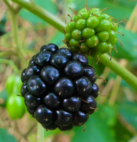 Rubus fruticosus cv. CHESTER (Thornless) 60-80cm