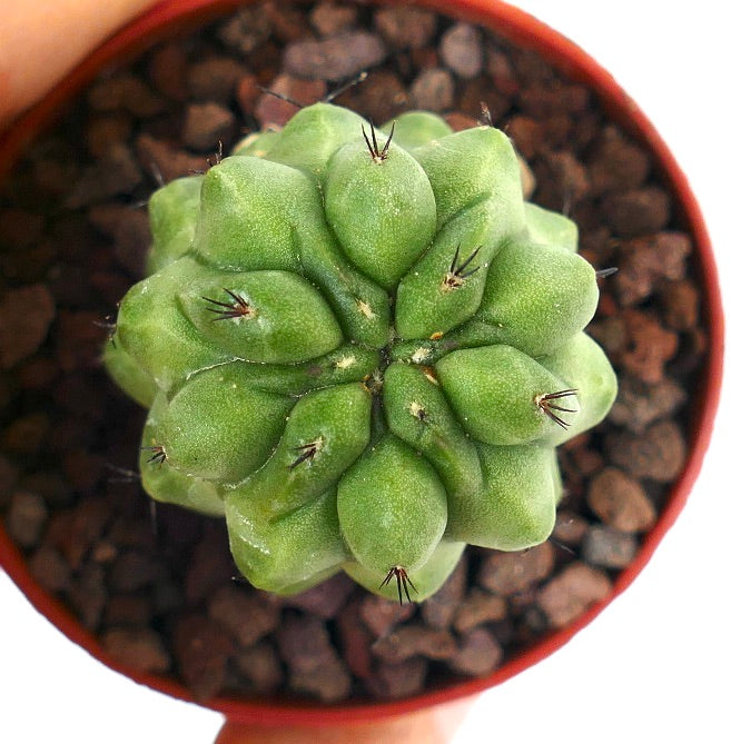 Copiapoa cinerea KIKKO GREEN X Copiapoa hypogaea 12/18TEN