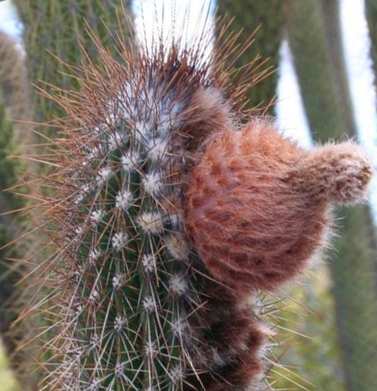 Facheiroa pilosa-cactus met dichte bruine harige areolen en scherpe stekels, close-up