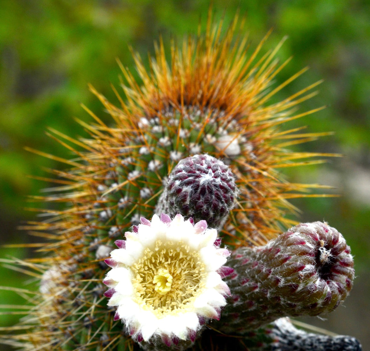 Facheiroa squamosa cactus with dense orange spines and white-yellow blooming flower