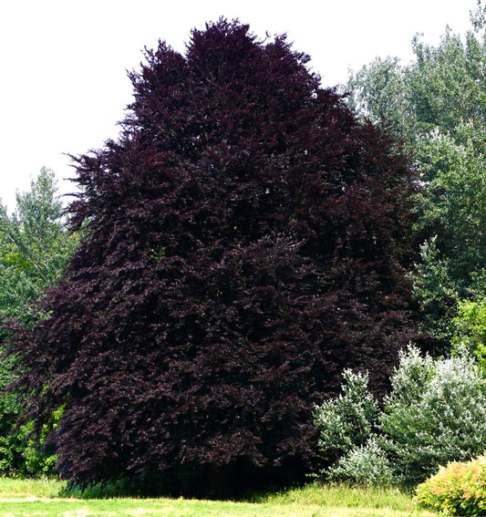 Fagus sylvatica cv PURPUREA large deciduous tree with dense dark purple foliage