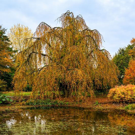 Fagus sylvatica cv BORNYENSIS