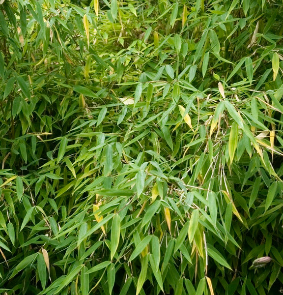 Fargesia murielae