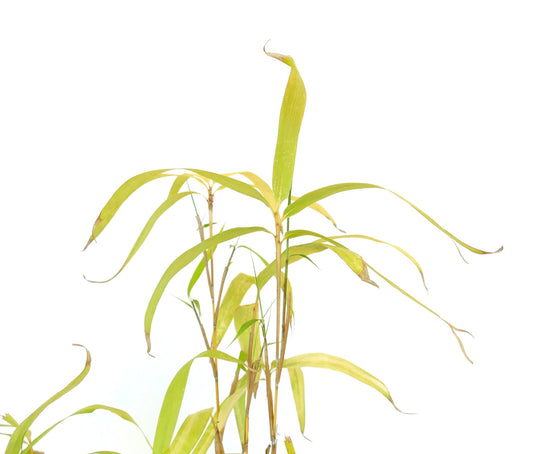 Fargesia murielae 'Rufa' slender bamboo with narrow yellow-green leaves and thin stems