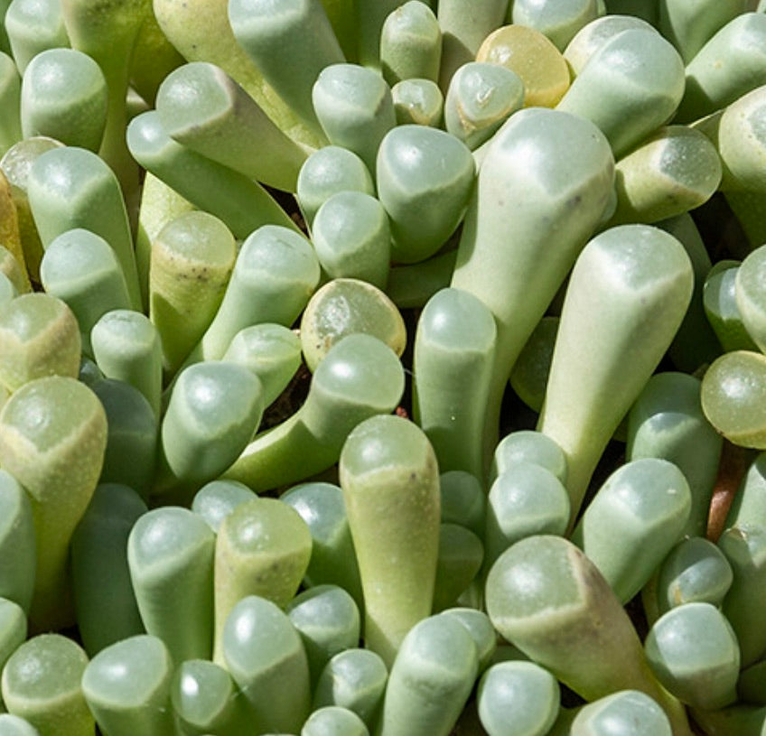 Fenestraria aurantiaca succulenta con foglie tubolari lisce di colore verde pallido, raggruppate strettamente insieme