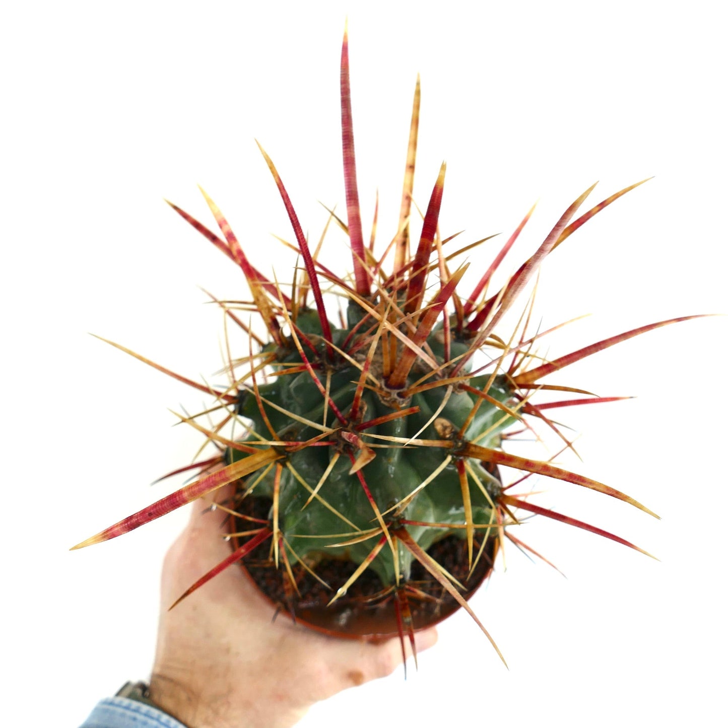 Ferobergia F3 rectispinus x latispinus x principis