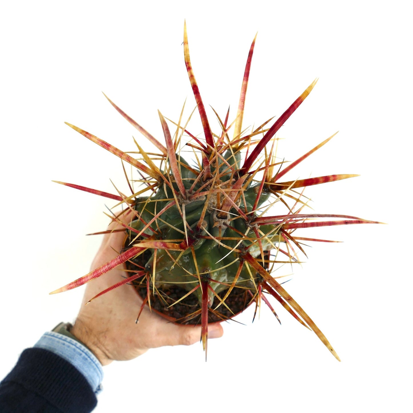 Ferobergia F3 rectispinus x latispinus x principis