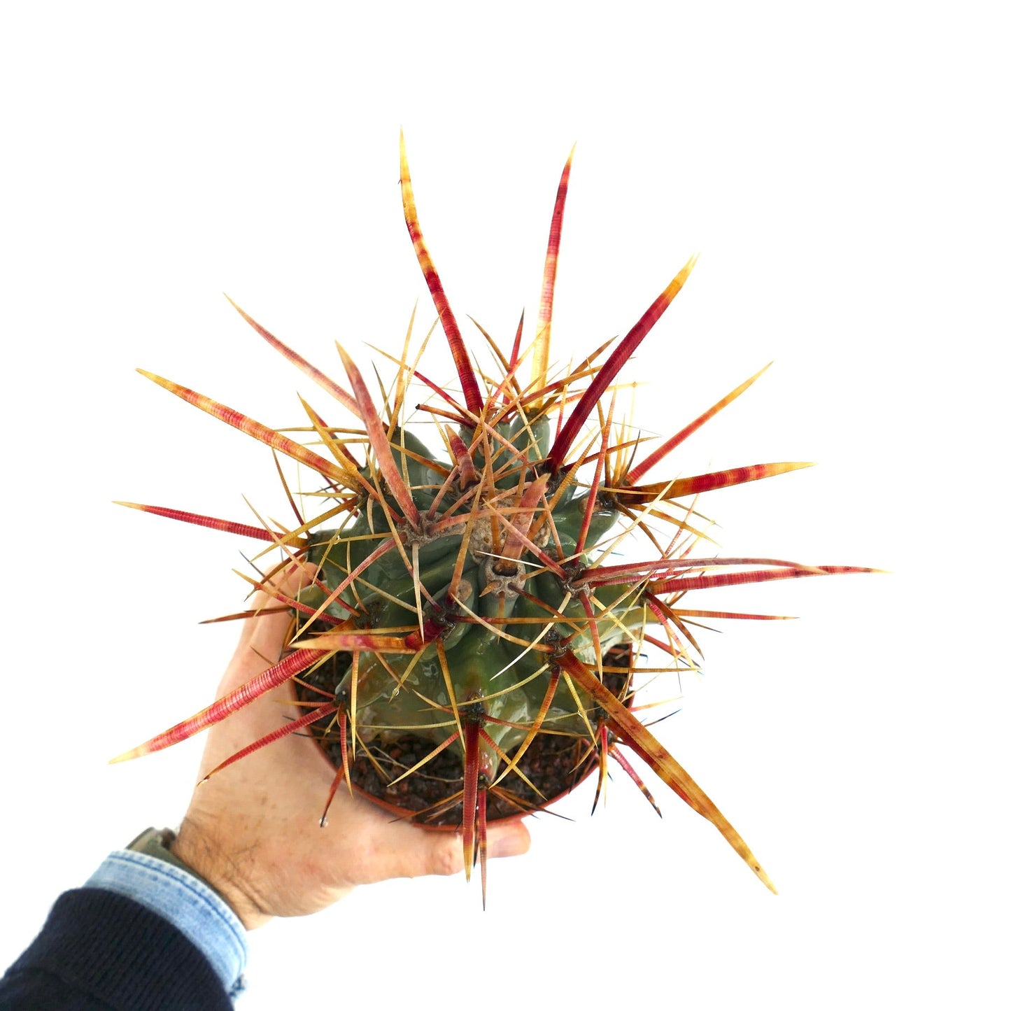 Ferobergia F3 rectispinus x latispinus x principis