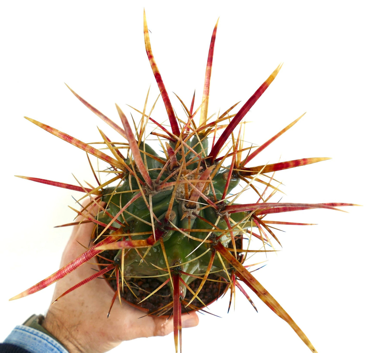 Ferobergia F3 rectispinus x latispinus x principis