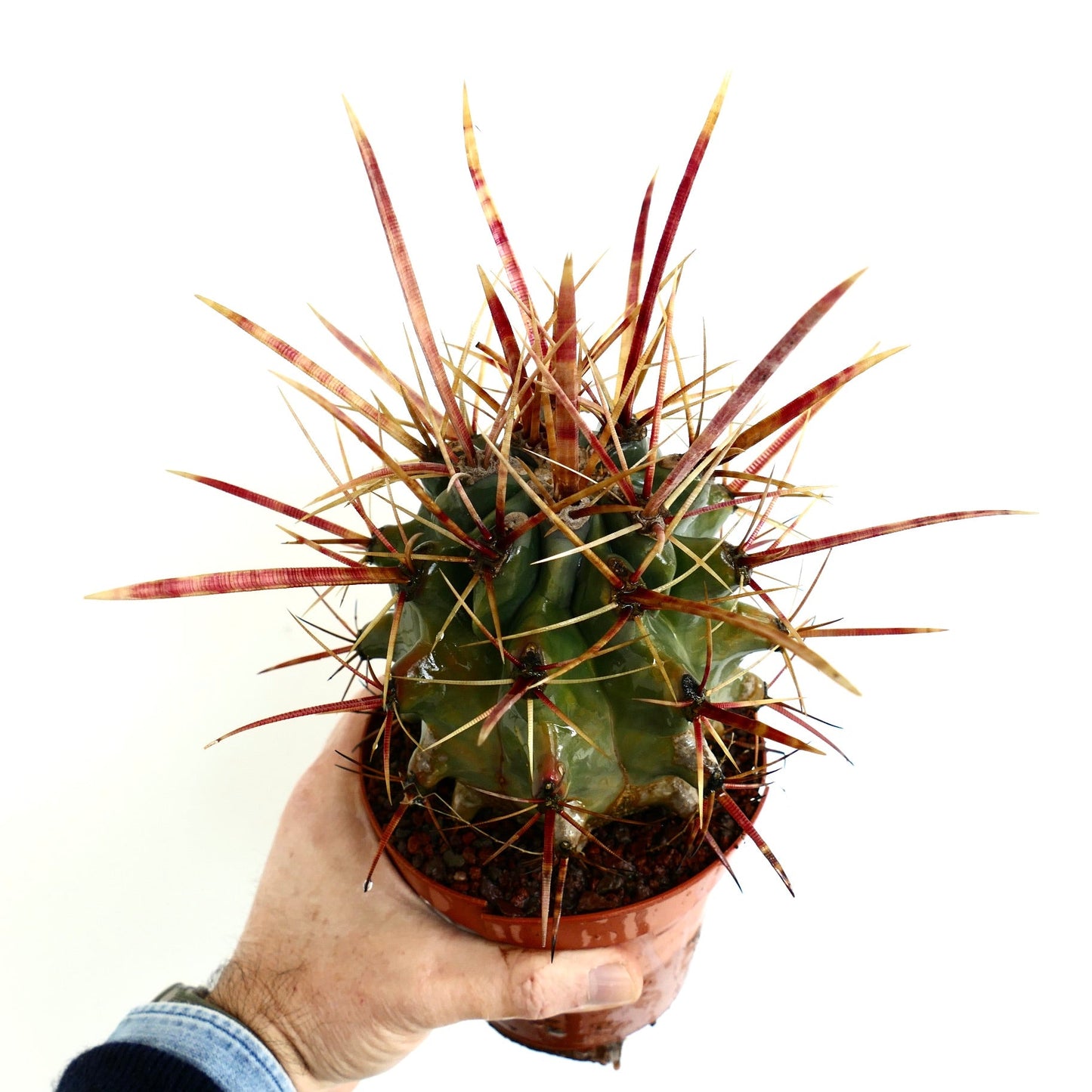 Ferobergia F3 rectispinus x latispinus x principis