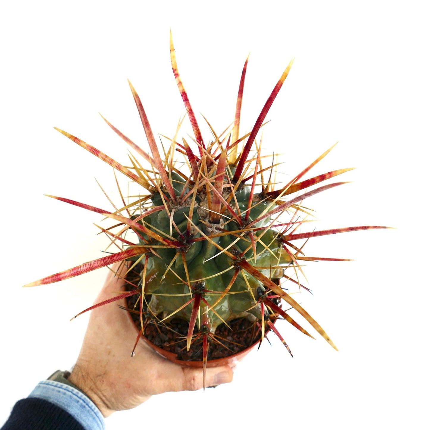 Ferobergia F3 rectispinus x latispinus x principis