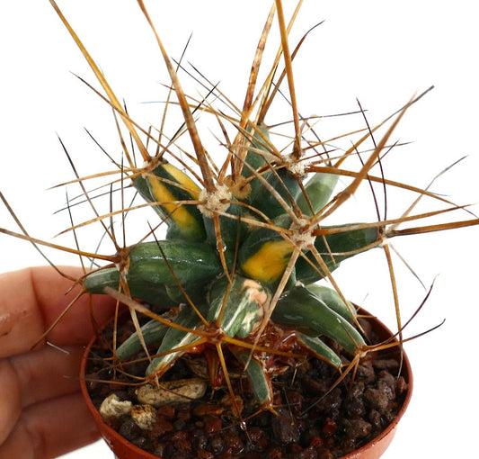 Ferobergia STRIATA VARIEGATED