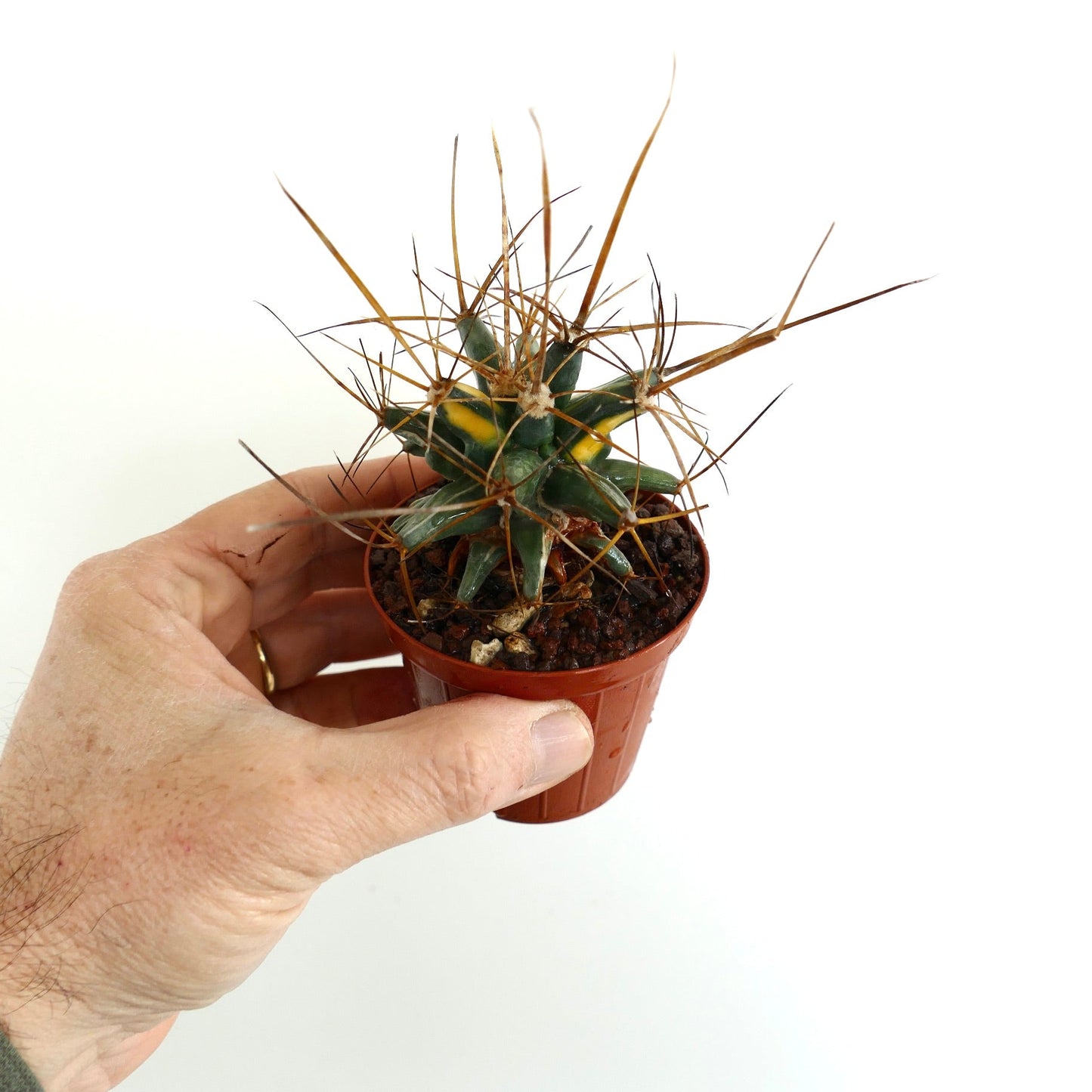 Ferobergia STRIATA VARIEGATED