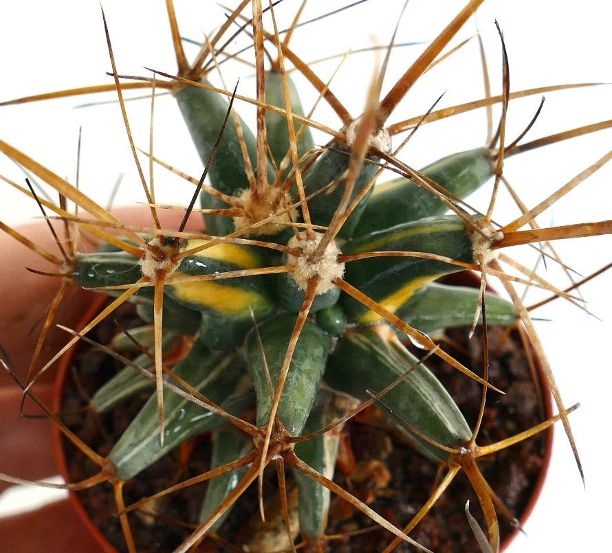 Ferobergia STRIATA VARIEGATED