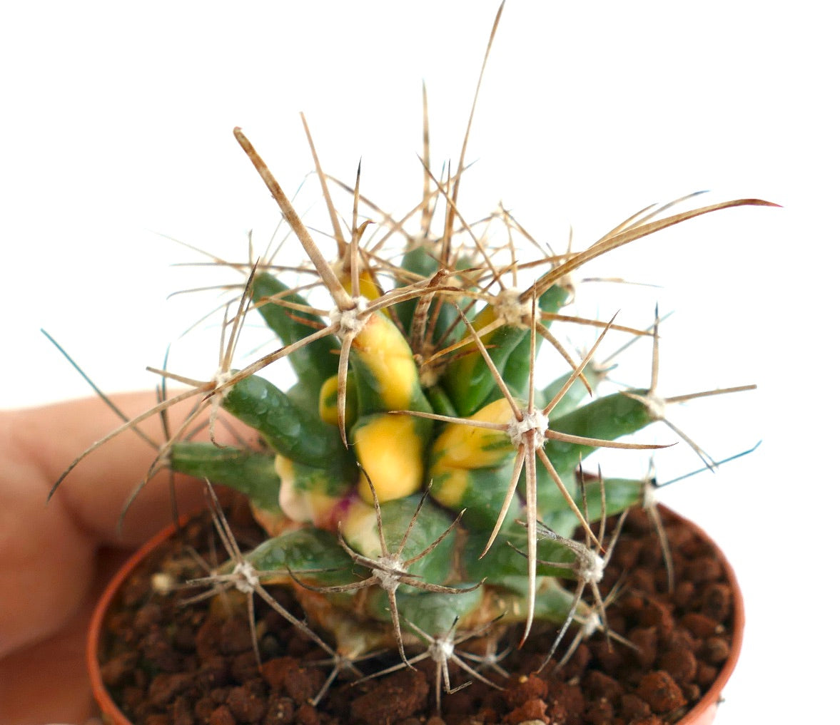 Ferobergia VARIEGATED SELECTED