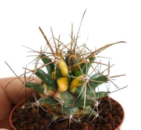 Ferobergia VARIEGATED SELECTED